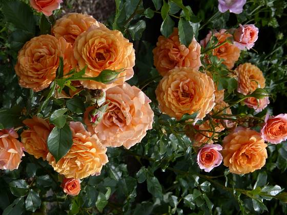 Keřová růže Lambada patří k těm vzrůstnějším. Díky výrazné oranžové barvě vynikne jako solitéra nebo dominantní vyšší keř ve smíšeném záhonu. Lze ji zakomponovat i do kvetoucího živého plotu
