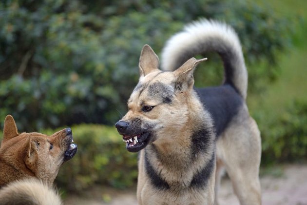 Hrozící pes ohrnuje pysky, cení zuby a hledí druhému do očí