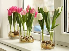 Pěstování tulipánů na parapetu je snadné.