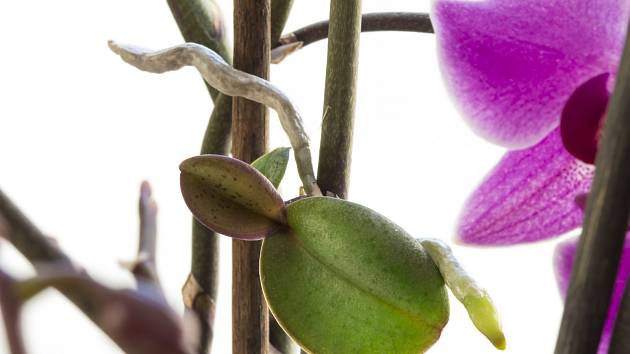 Nové orchideje si můžete pořídit oddělením dceřinných rostlinek zvaných keiki.