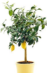 citróník v květináči