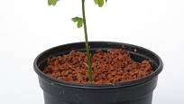 Sazanice jinanu dvoulaločného vypěstovaného ze semene.