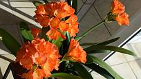 Klívie jsou velmi dekorativní rostliny, které můžeme přes léto mít na zahradě.