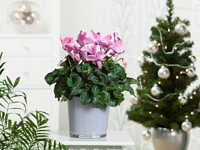 Vánoční rostliny zútulní váš domov a pročistí vzduch od škodlivin.