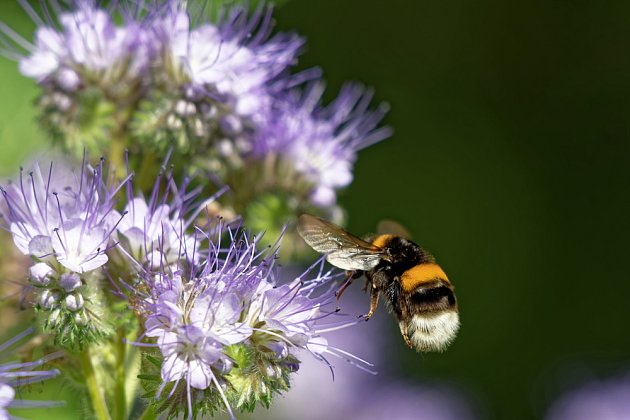 Svazenka vratičolistá poskytuje nektar čmelákům, včelám i motýlům