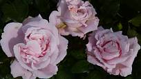 Růže odrůdy Constanze Mozart
