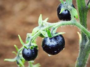 Vypěstujte si černá rajčata! Není to nic těžkého.