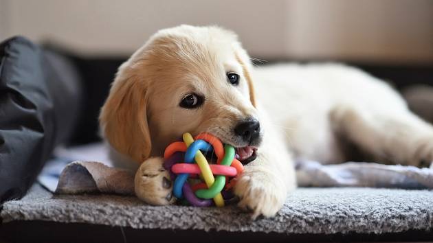 Štěňata si užijí také speciální psí hračky.