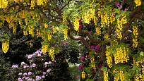 Štědřenec rozkvétá množstvím žlutých květů v květnu.