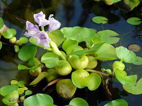 Vodní hyacint – Lidé ho zasazují do vodních prvků na zahradě