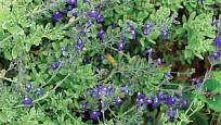 Salvia chamaedryoides Blue Ribbon