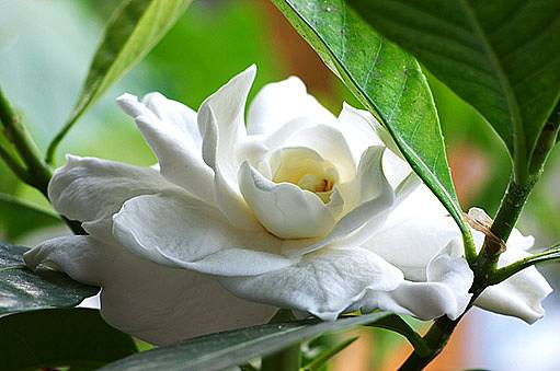 Gardénie jasmínovitá (Gardenia augusta)