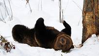 Medvědi si zimu ve svém výběhu v Bavorském lese náležitě užívají.