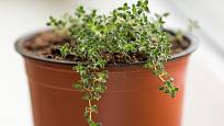 Poléhavý tymián a další půdopokryvné rostliny můžete vysazovat i vysévat
