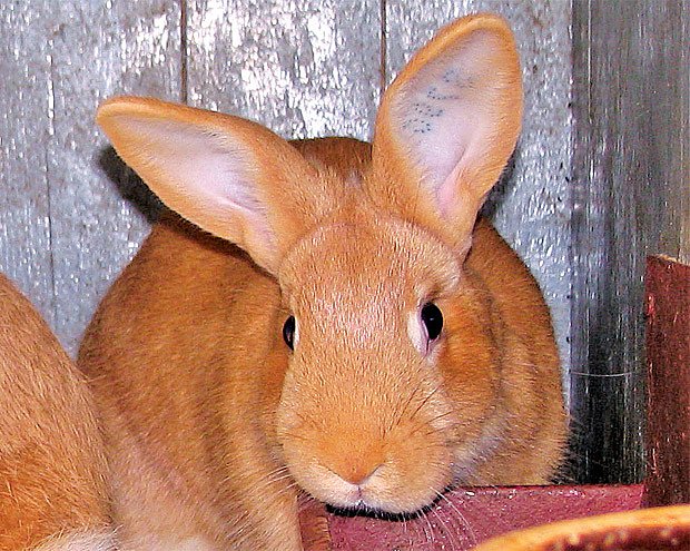 burgundský králík