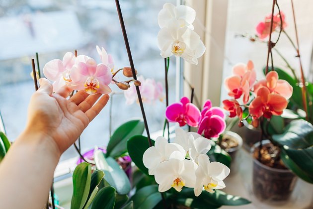 Orchidej je jednou z nejoblíbenějších pokojových rostlin.