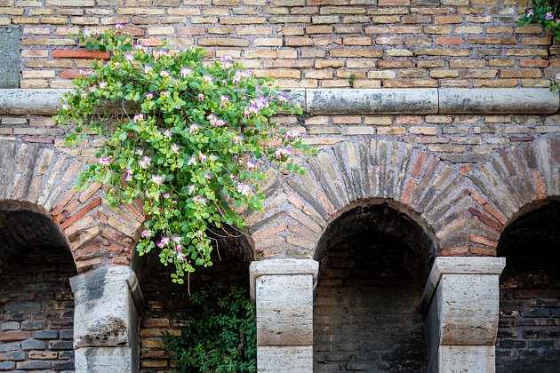 Kaparovník trnitý na starověké zdi v Římě.