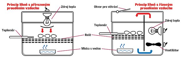 Líheň pro kuřata: Jak postupovat při domácím odchovu? | iReceptář.cz