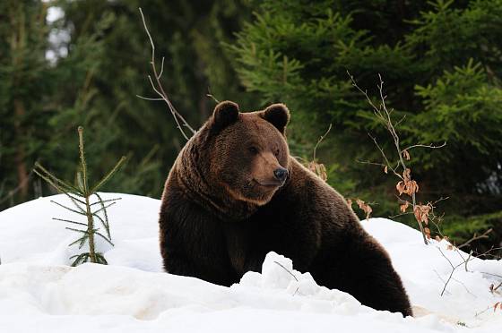 Medvědy hnědé můžete i v zimních měsících pozorovat ve výběhu v Bavorském lese.