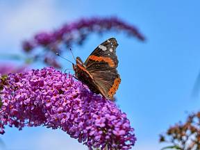 Motýlí keř je pastvou pro oči i hmyz.