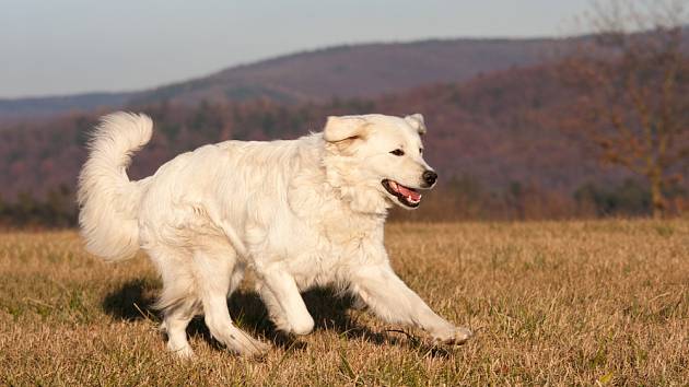 Slovenský čuvač patří ke skupině bílých horských a pasteveckých psů.