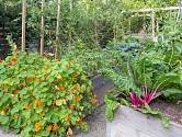 Na vyvýšených záhonech můžeme pěstovat zeleninu i květiny.