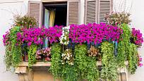 Balkon s bohatě kvetoucími rostlinami.