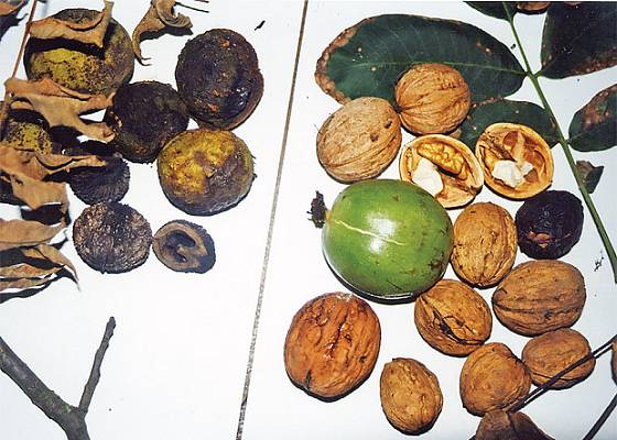 koškozené plody ořešáku