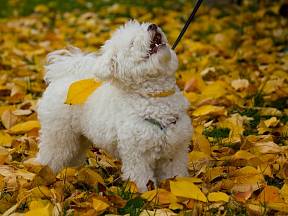 Boloňský psík s nadýchanou bílou srstí je ideální pro alergiky