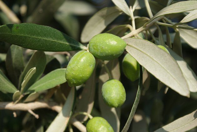 Tolik ceněný a oblíbený olivový olej je získaný z oliv (Olea europaea) především klasickým lisováním nebo jinými mechanickými postupy.