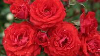 Miniaturní růže Zwergenfee