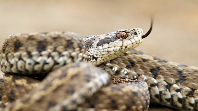 Zmije obecná je nejrozšířenější suchozemský had na světě.