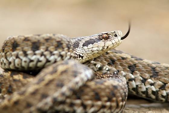 Zmije obecná je nejrozšířenější suchozemský had na světě.
