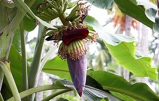 květ banánovníku