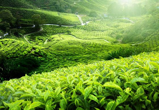 Malajsie, zelený čaj