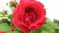 Paul´s Scarlet Climber (Paul, Velká Británie, 1915). Velmi často pěstovaná růže má květ červený s tmavě růžovým nádechem velký asi 7 cm; výška růže 4 m. Jednou kvetoucí
