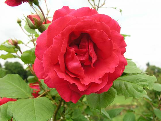 Paul´s Scarlet Climber (Paul, Velká Británie, 1915). Velmi často pěstovaná růže má květ červený s tmavě růžovým nádechem velký asi 7 cm; výška růže 4 m. Jednou kvetoucí
