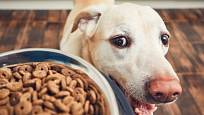 Pravidelným podáváním stravy v kratších intervalech můžeme odnaučit psa utíkat z domu.