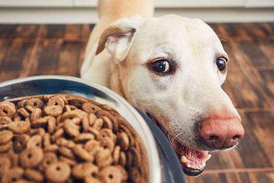 Pravidelným podáváním stravy v kratších intervalech můžeme odnaučit psa utíkat z domu.