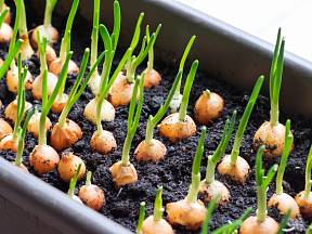 Cibuli můžete pěstovat i doma na parapetu.