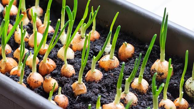 Cibuli můžete pěstovat i doma na parapetu.