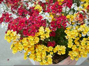 Hledíkovky (nemesia) vytvoří v květináči nebo truhlíku celé koberce nádherných barevných květů.