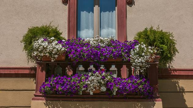 Jestliže nevíte, které krásně kvetoucí rostliny letos zvolit na balkon, jsou surfinie tou správnou volbou. 