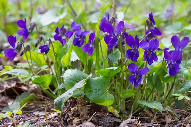 violka vonná (Viola odorata)
