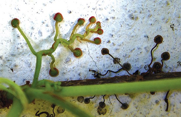 Parthenocissus tricuspidata, přísavné destičky