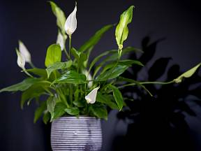 Lopatkovec neboli toulcovka je nápadná rostlina s bílými květy, která vždycky skvěle odekoruje váš byt.