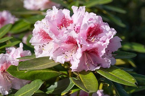 Rododendrony jsou jedním z nejžádanějších keřů a patří ke stálicím českých zahrad.