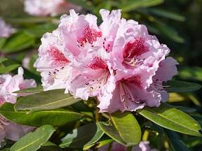 Rododendrony jsou jedním z nejžádanějších keřů a patří ke stálicím českých zahrad.