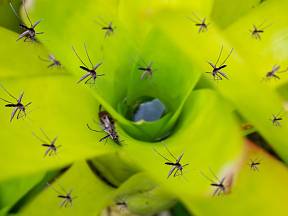 Jak se zbavit komářích larev ve vodních nádržích na zahradě?