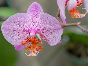 Můrovec je druh orchideje.